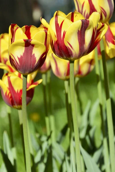 Tulipan 'Helmar' dwa tulipany światło słoneczne — Zdjęcie stockowe