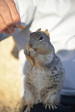 Sincap fındık zevk