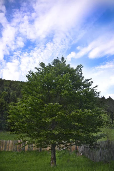 Árbol y un cielo asombroso — Foto de Stock