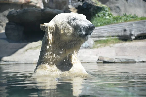 Sudaki kutup ayısı