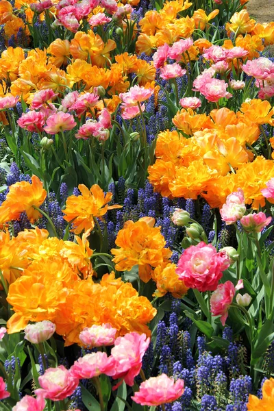 Keukenhof Famous Tulip Park — Stock Photo, Image