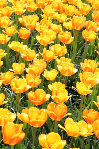 Keukenhof Famous Tulip Park — Stock Photo, Image