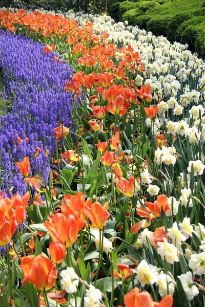 Keukenhof Famoso Parque Tulipanes —  Fotos de Stock