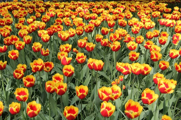 Квітковий Парк Кекенхоф Знаменитий Парк Tulip — стокове фото