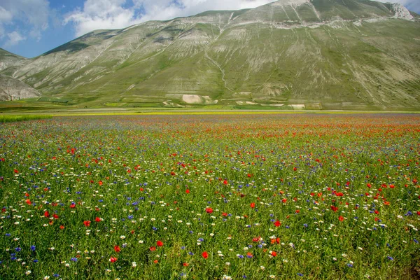 Castelluccio Norcia Italie — Photo