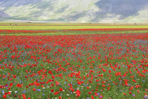 Castelluccio Norcia Italien — Stockfoto