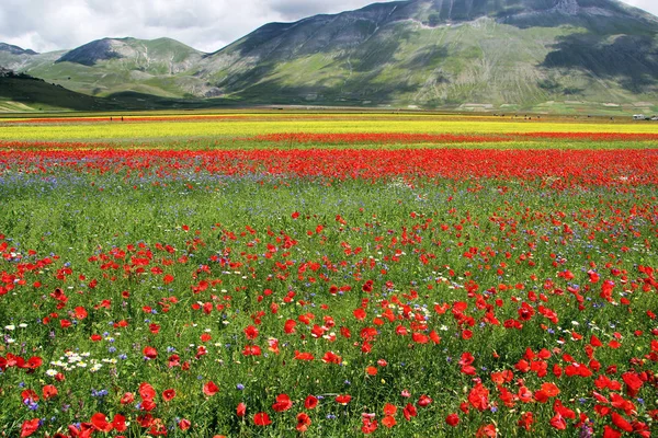 Castelluccio Norcia Italie — Photo