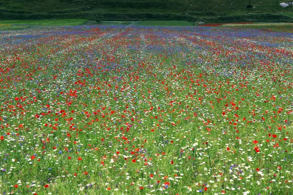 Castelluccio Norcia Italy — Stock Photo, Image