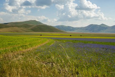 Castelluccio di Norcia İtalya