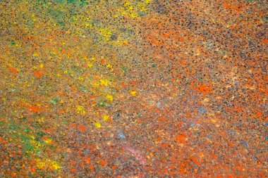 Deliler Corinaldo İtalya yarış sırasında çekilen makro