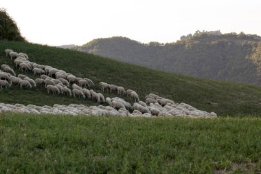 Vahşi çayır on besleme koyun sürüsü
