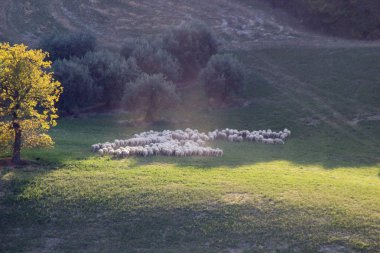 Vahşi çayır on besleme koyun sürüsü