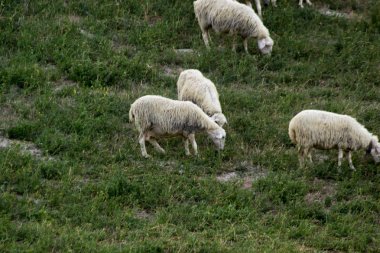 Vahşi çayır on besleme koyun sürüsü
