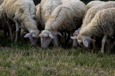 Vahşi çayır on besleme koyun sürüsü