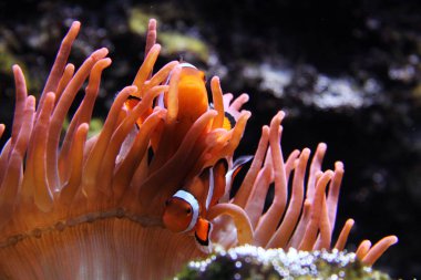 Deniz hayat balık yakın çekim 