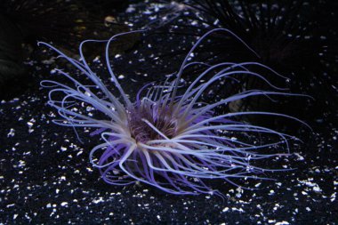 Deniz hayat balık yakın çekim 