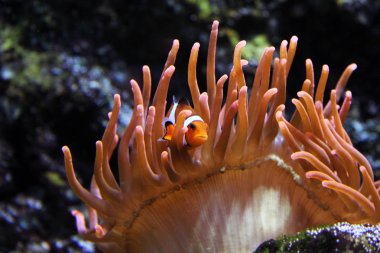 Deniz hayat balık yakın çekim 