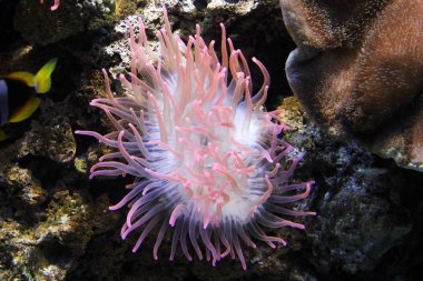 Deniz hayat balık yakın çekim 