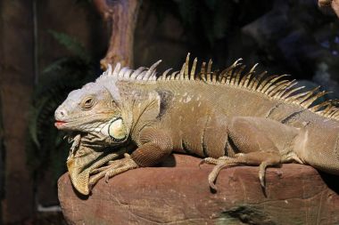 İguana onun ortamında