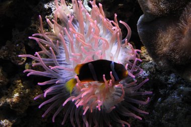 Deniz hayat balık yakın çekim 