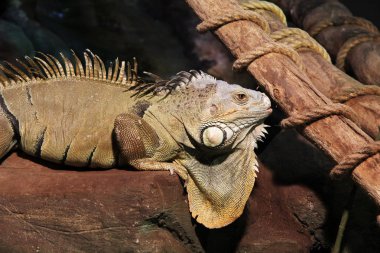 İguana onun ortamında