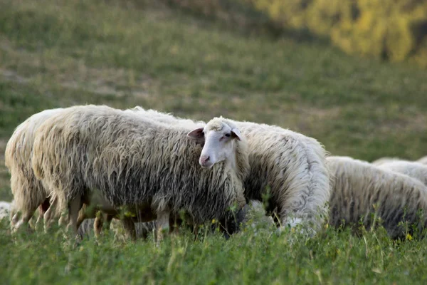 Troupeau Moutons Nourrissant Prairies Sauvages — Photo