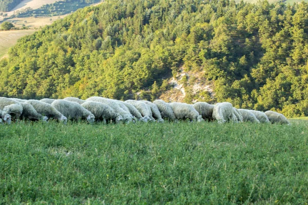 Troupeau Moutons Nourrissant Prairies Sauvages — Photo