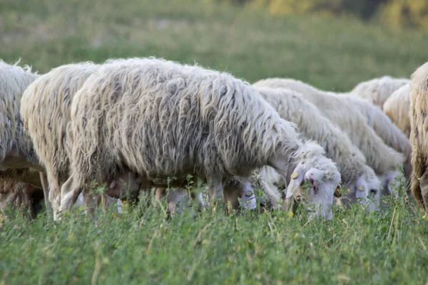 Troupeau Moutons Nourrissant Prairies Sauvages — Photo