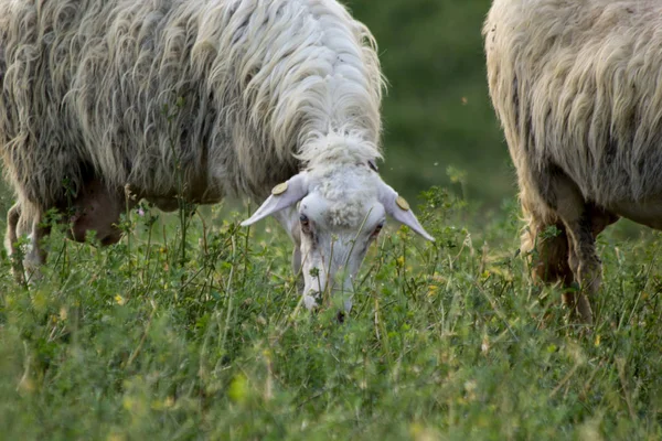 Stado Owiec Karmienia Dzikiej Łące — Zdjęcie stockowe