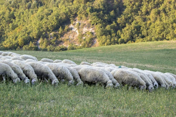 Troupeau Moutons Nourrissant Prairies Sauvages — Photo