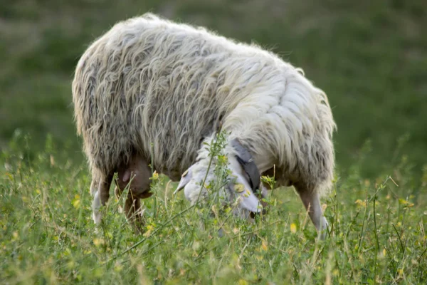 Troupeau Moutons Nourrissant Prairies Sauvages — Photo