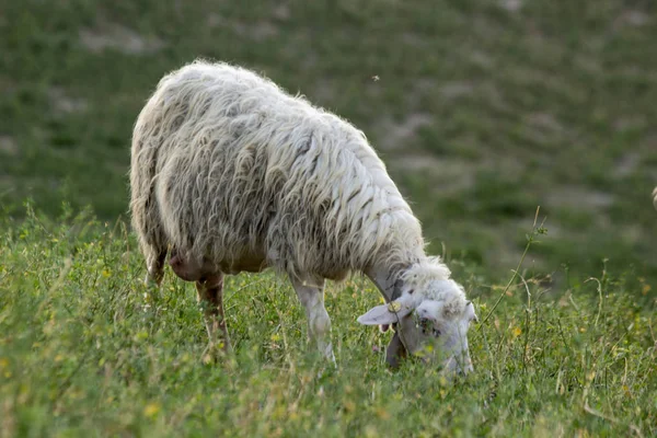 Troupeau Moutons Nourrissant Prairies Sauvages — Photo