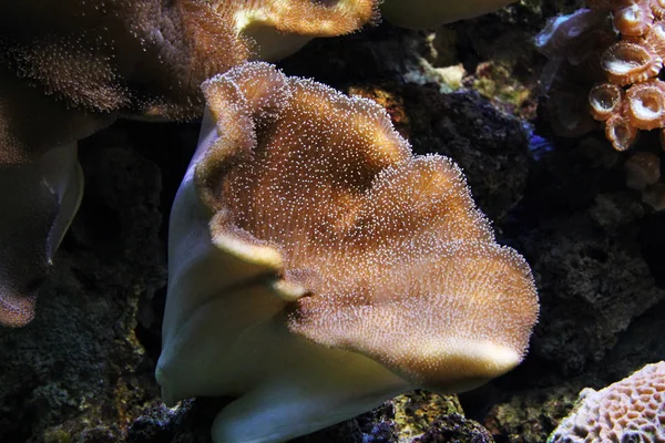 Peixe Vida Marinha Perto — Fotografia de Stock