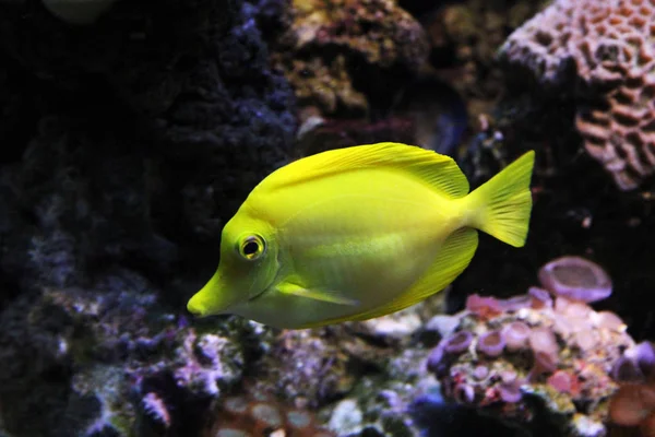 Meereslebewesen Fische Aus Nächster Nähe — Stockfoto