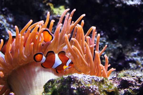 Sea Life Fish Close — Stock Photo, Image