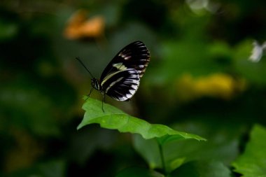 Yaprağın üzerinde kelebek