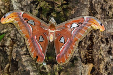 Yaprağın üzerinde kelebek