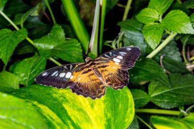 Yaprağın üzerinde kelebek