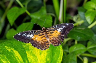 Yaprağın üzerinde kelebek