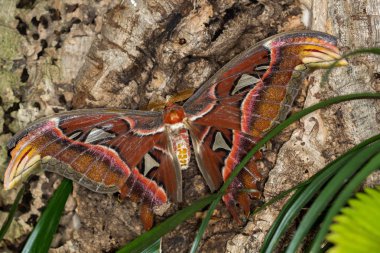 Yaprağın üzerinde kelebek