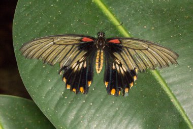 Yaprağın üzerinde kelebek