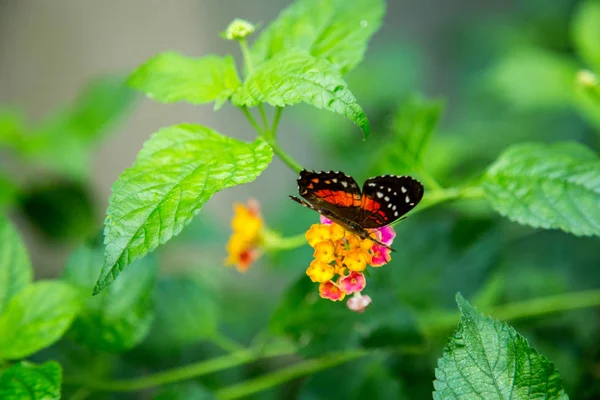 Butterfly Leaf — Stock Photo, Image