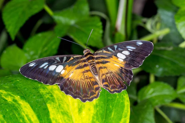 Mariposa Una Hoja — Foto de Stock