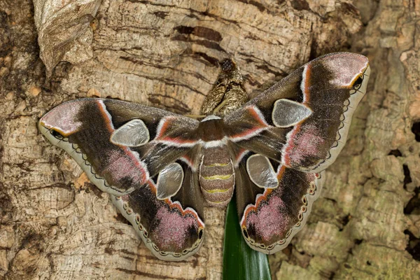 Papillon Sur Une Feuille — Photo