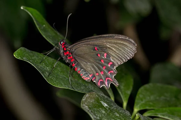 Mariposa Una Hoja — Foto de Stock