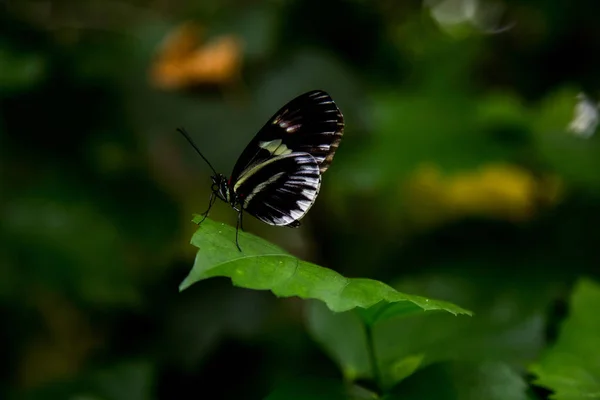 Papillon Sur Une Feuille — Photo