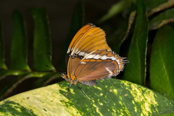 Schmetterling Auf Einem Blatt — Stockfoto