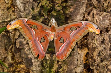 Yaprağın üzerinde kelebek