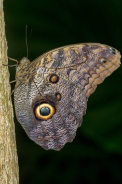 Yaprağın üzerinde kelebek