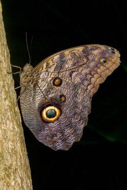 Yaprağın üzerinde kelebek